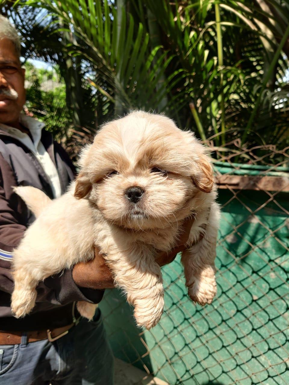 Buy Vaccinated  Shih Tzu Puppy from Ahmedabad